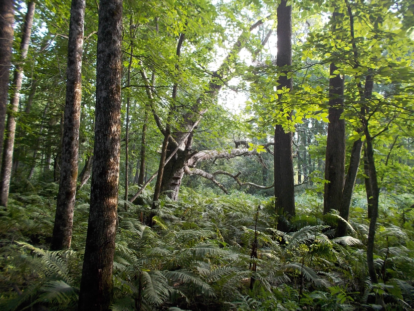 Le gouvernement met officiellement en réserve une partie de la Forêt de la Seigneurie