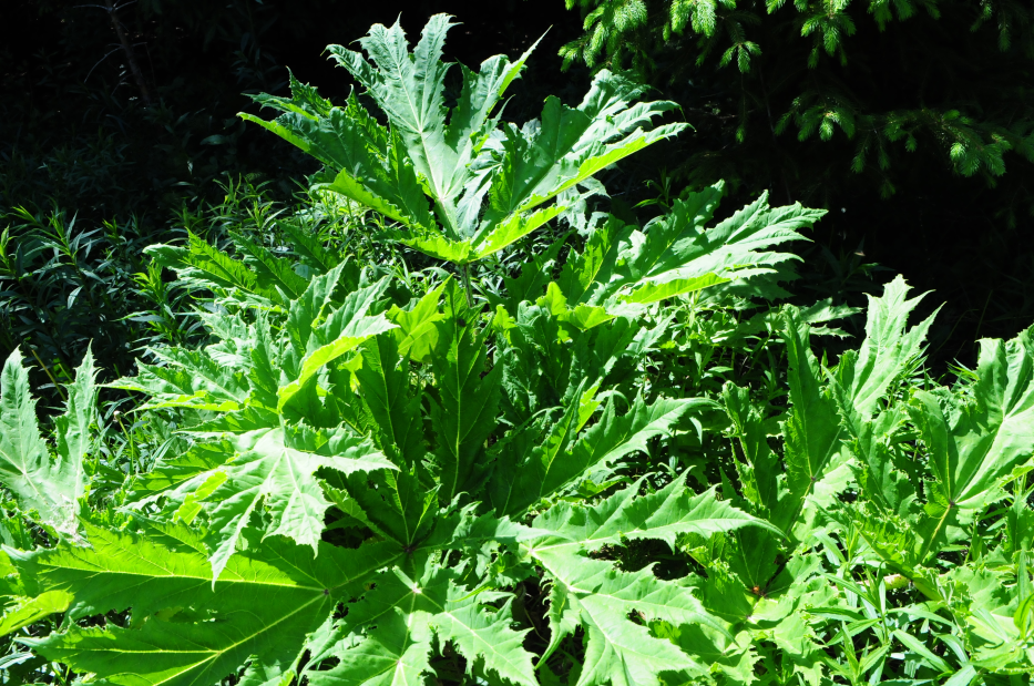 Impact sur la biodiversité