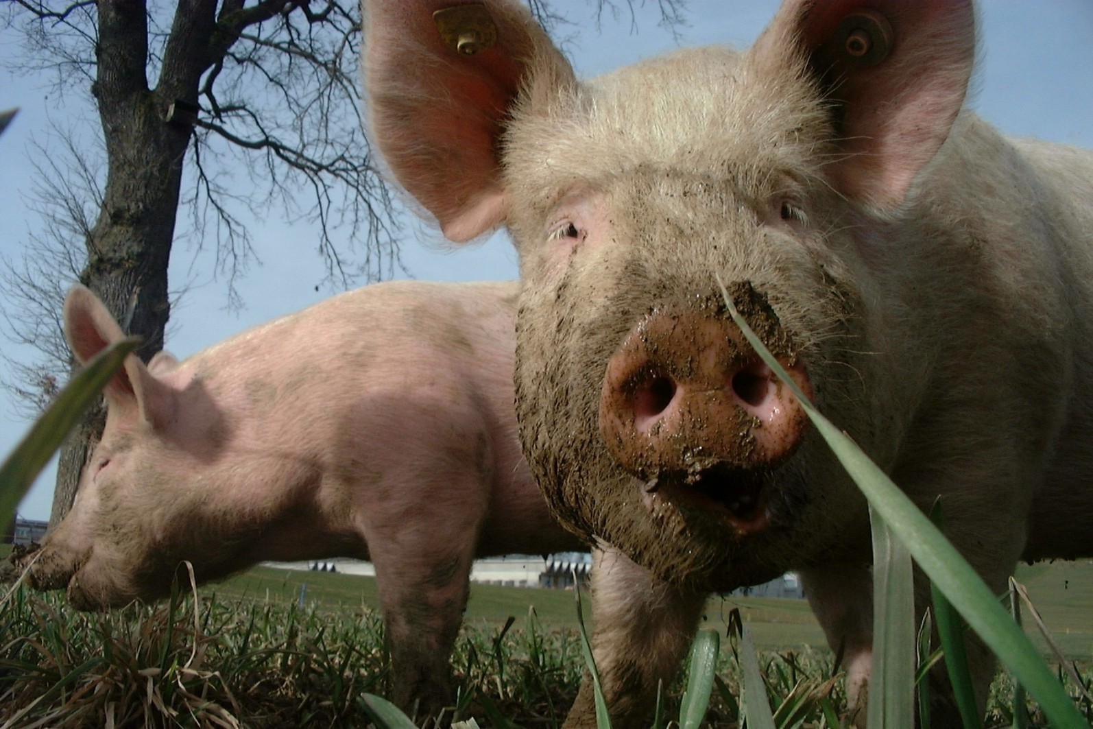 Les producteurs de porcs recevront 60 M$