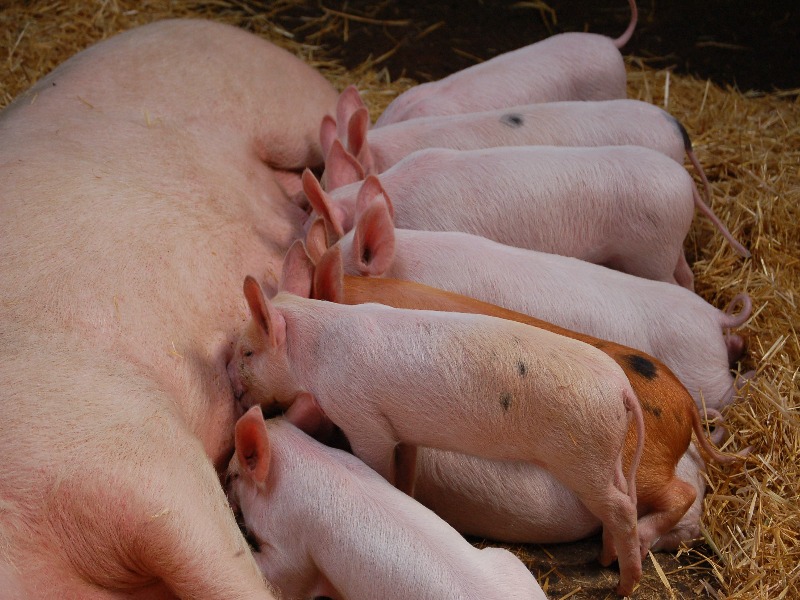 La Financière agricole atténue la hausse des primes du secteur porcin