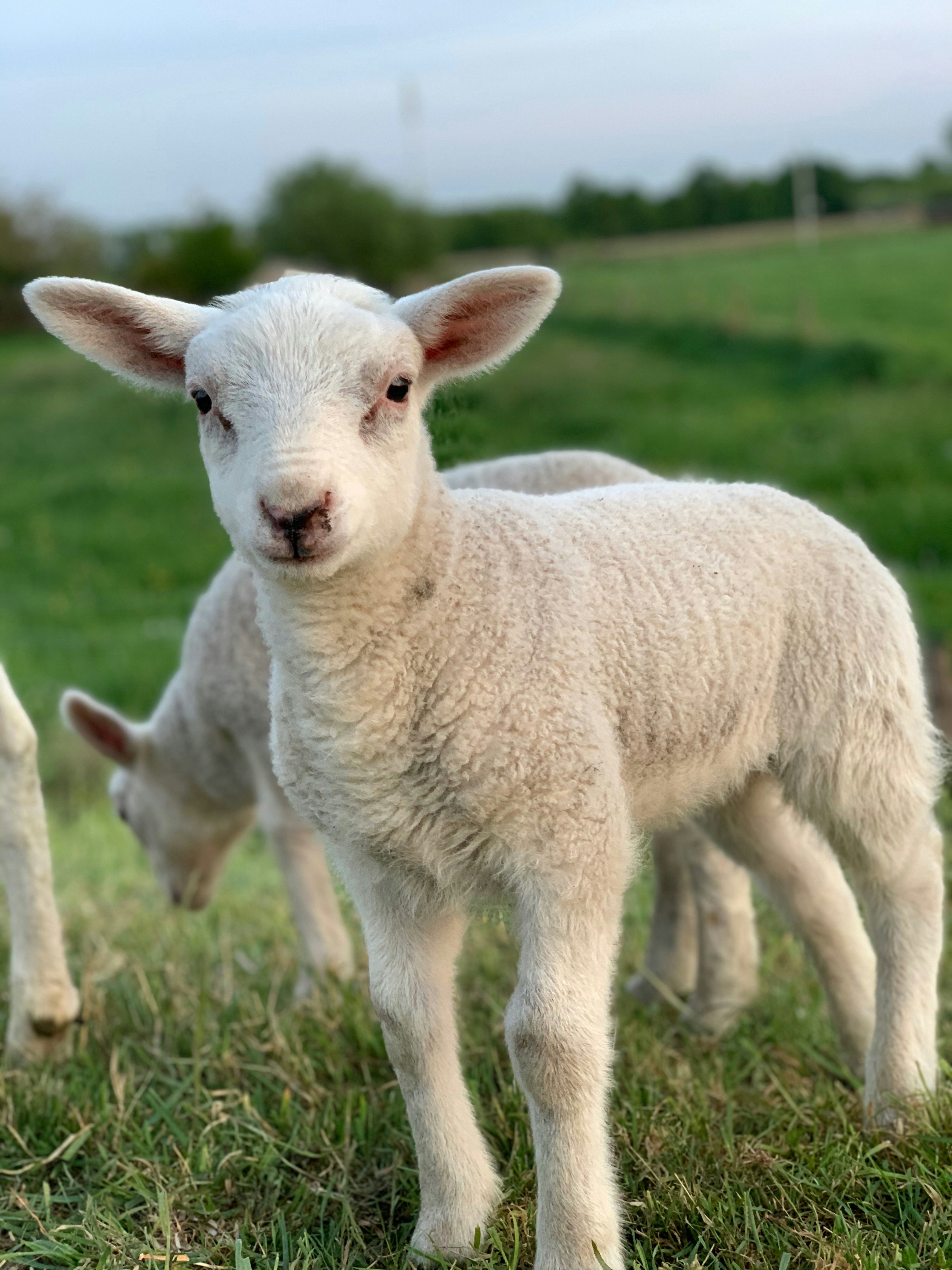 Une aide pour les producteurs d’agneaux