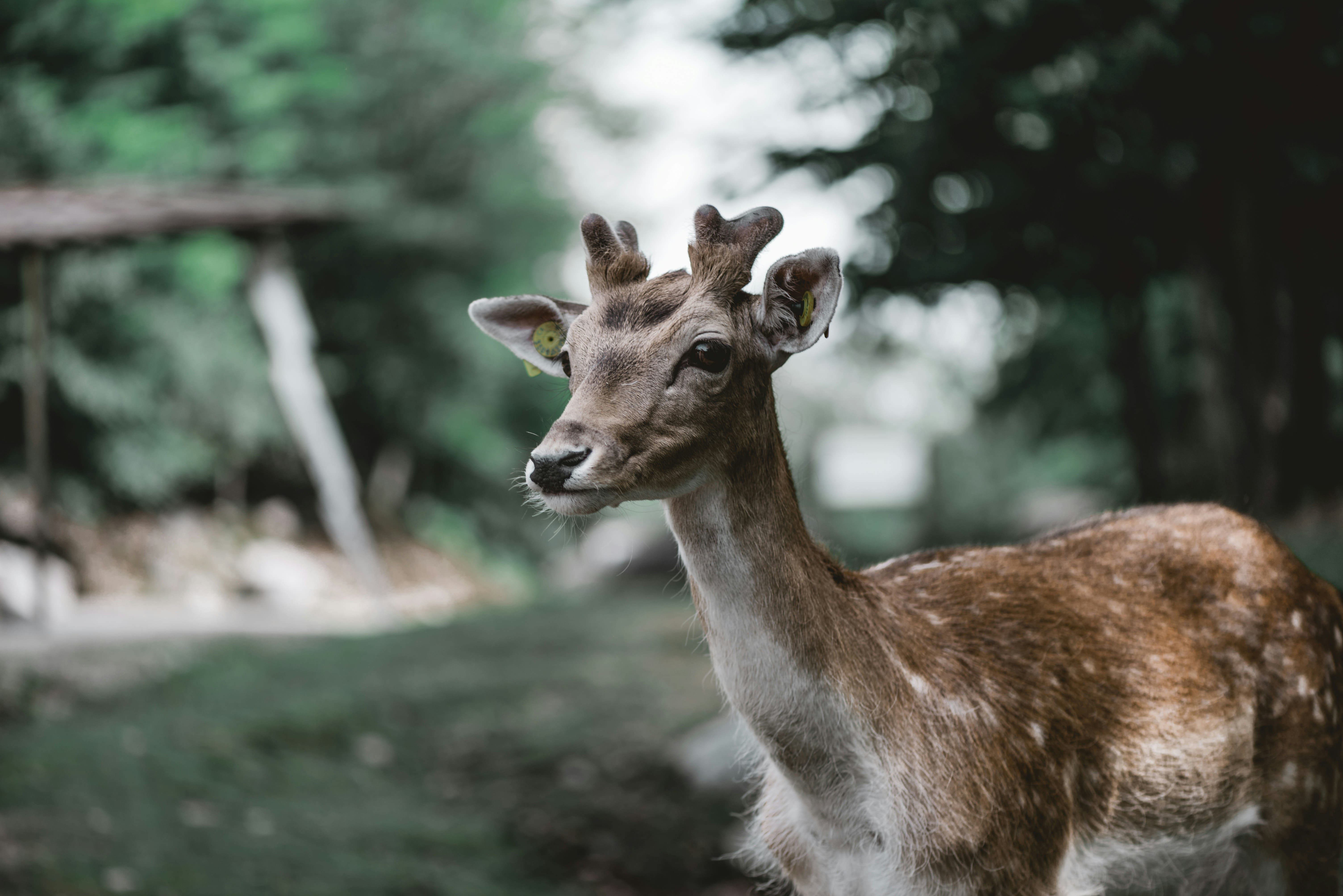 Une bonne récolte de cerfs et de dindons sauvages