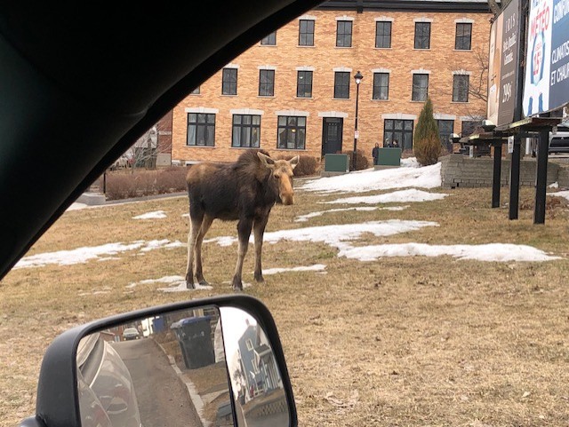 Un orignal en promenade à Lévis