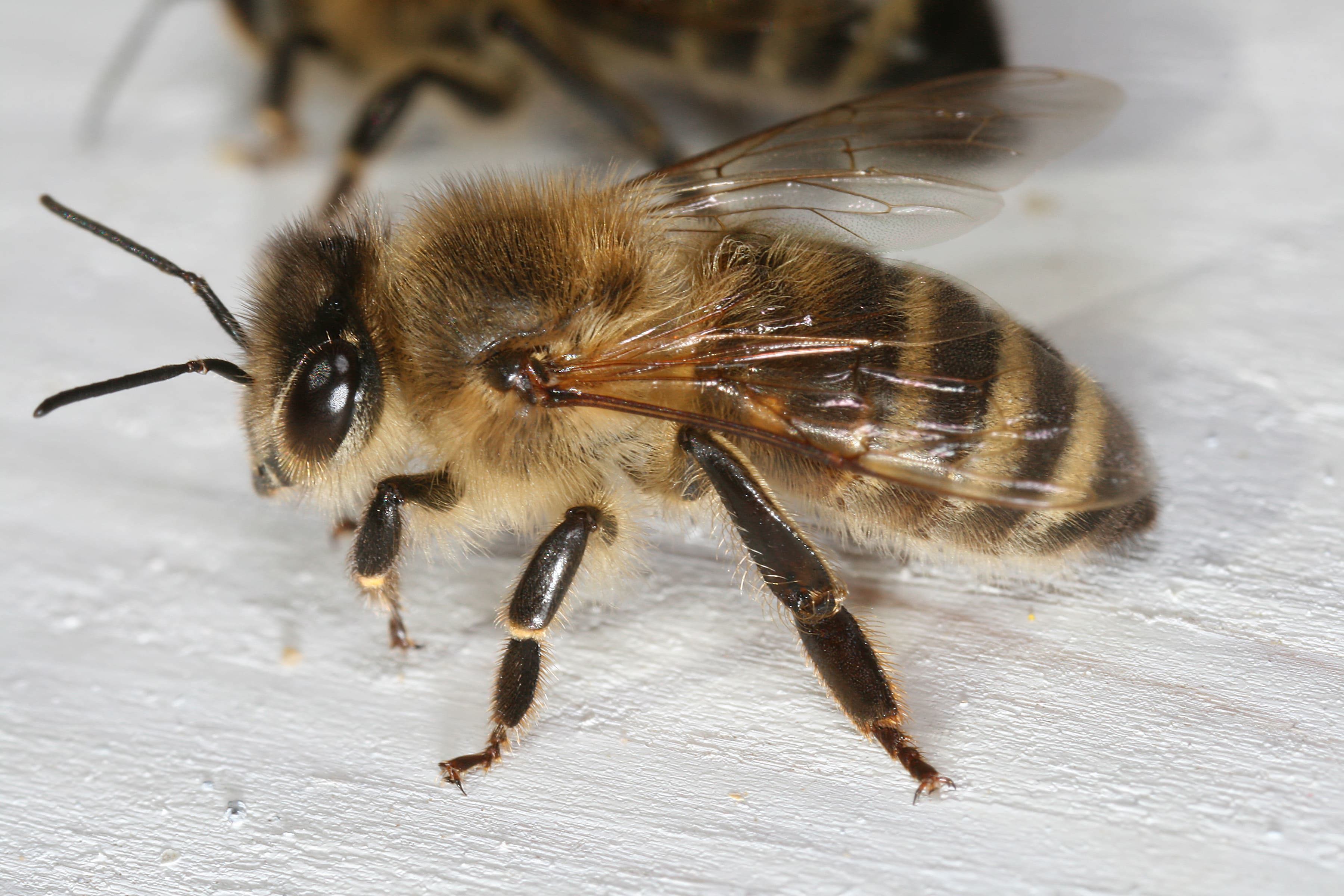 Hécatombe chez les abeilles