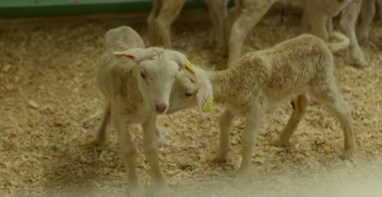 La TACA lance une série vidéo pour mettre en valeur l’innovation agroalimentaire