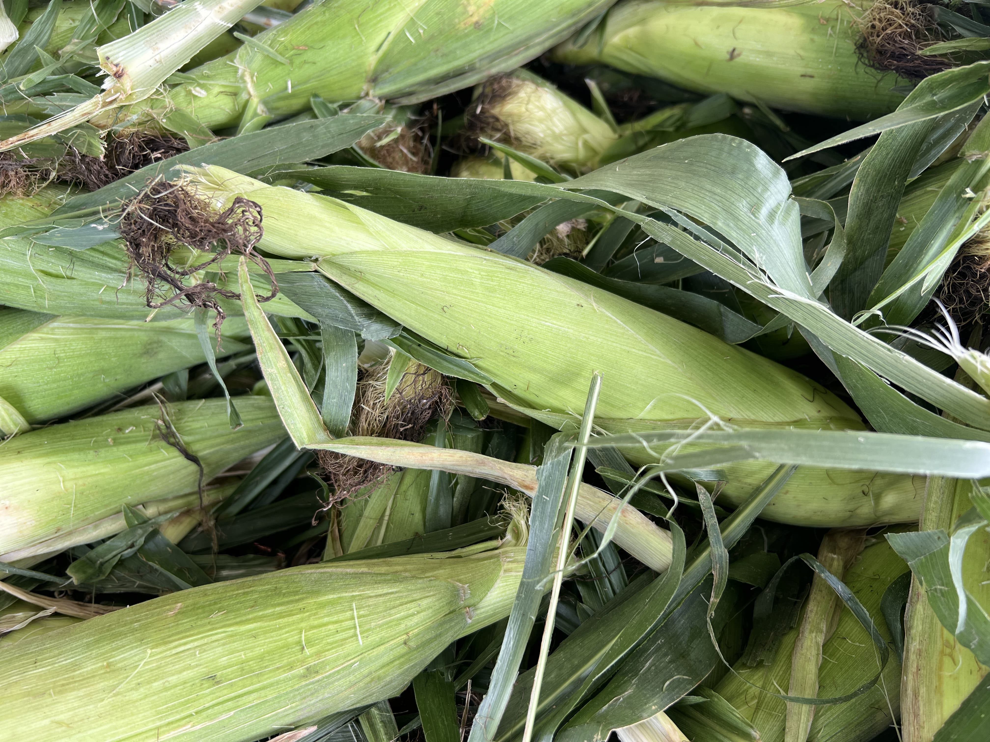 L’alimentation de base altérée par les changements climatiques