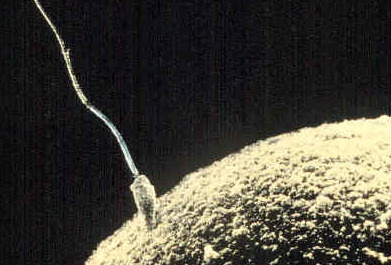Les ovules protégés du vieillissement?
