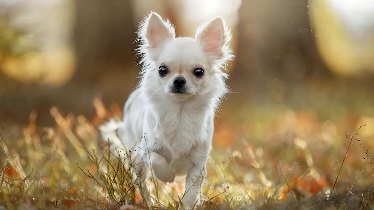 Votre chien a peut-être du loup en lui