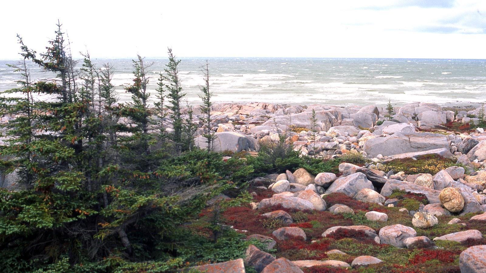 La baie d’Hudson libre de glaces