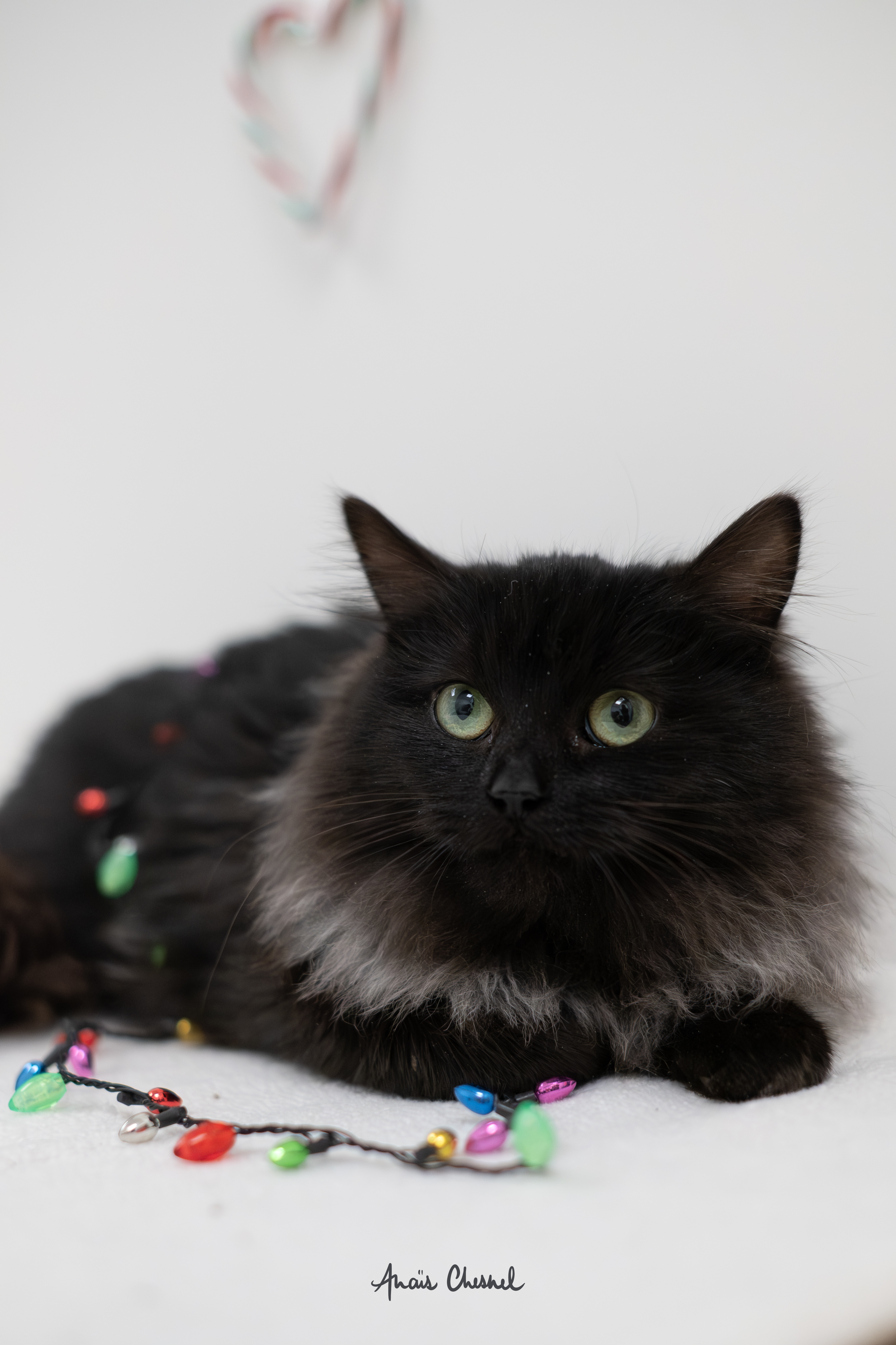 Un animal pour Noël, un pensez-y-bien