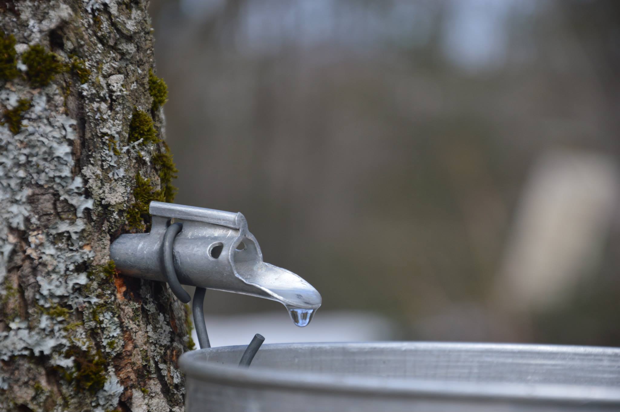 Le parc acéricole québécois s