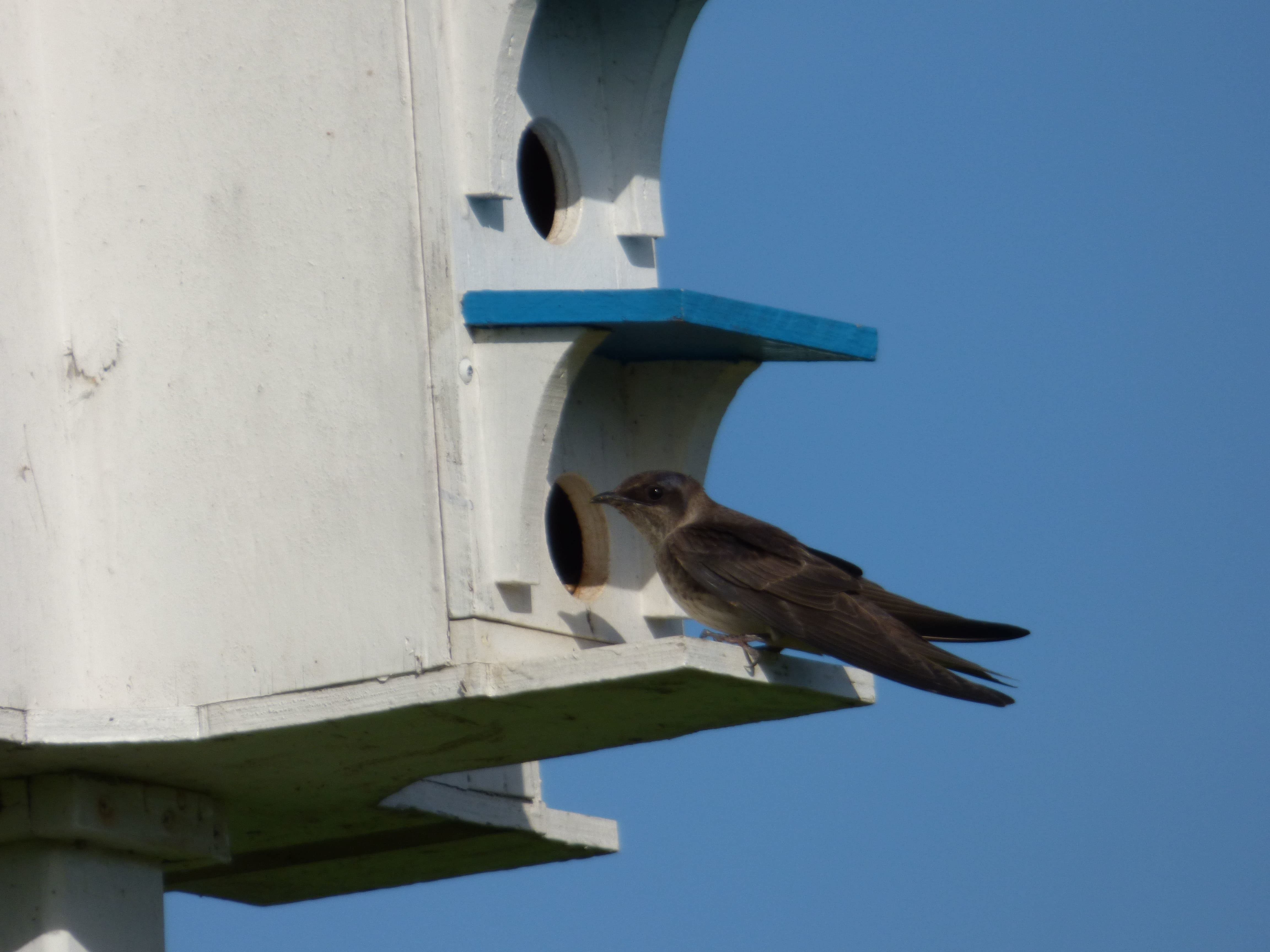 Une colonie d’oiseaux unique en son genre