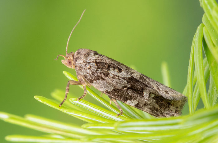 Une aide pour combattre la tordeuse des bourgeons de l’épinette