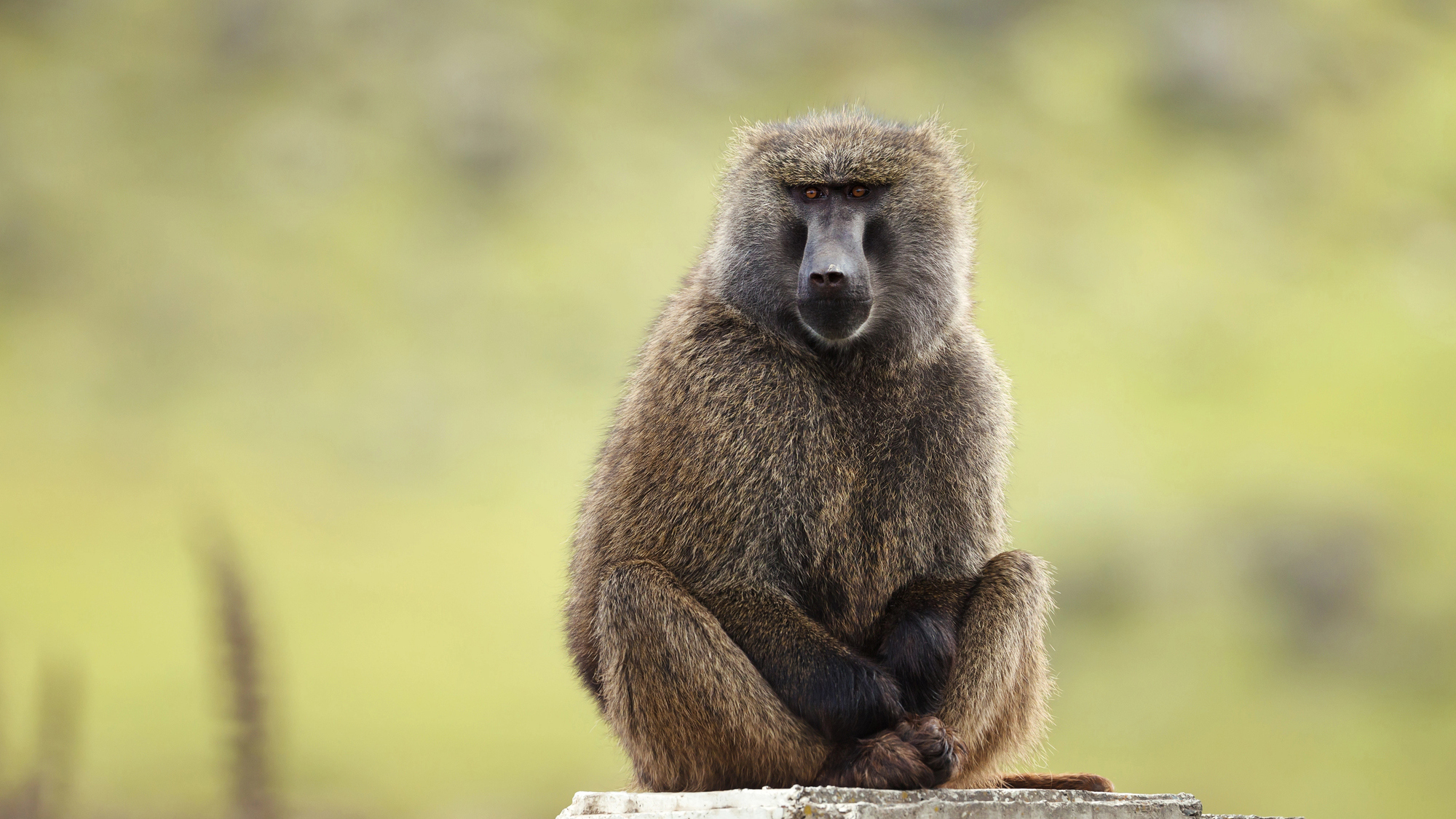 Les singes, champions de géométrie